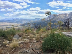 Angelica lineariloba with a view of the eastern Sierra in the area that burned in the 2015 Walker Fire