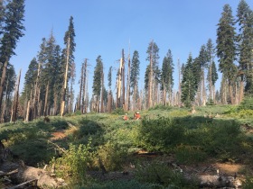 Fieldwork in post-fire red fir forest, Yosemite