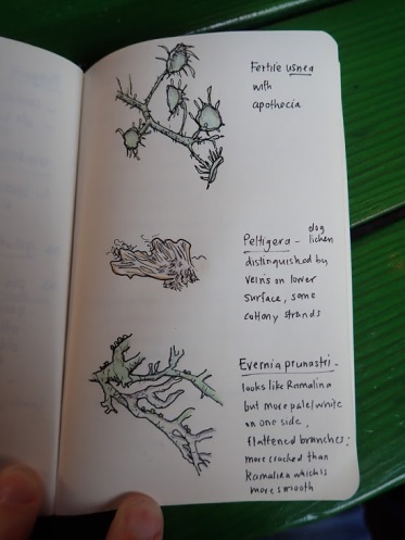 Sketches from a student in my Jepson Herbarium lichen workshop (Mary Ann King)