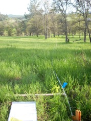Quadrat view of a veg plot near the New Hogan Reservoir in the Sierra Foothills for Susan Harrison's California statewide plant community survey, 2009